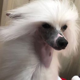 Reba - Chinese Crested