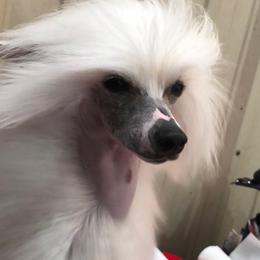 Reba - Chinese Crested