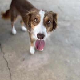 Tilly - Miniature Australian Shepherd