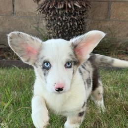 Peter Pan - Blue merle and white male Cardigan Welsh Corgi puppy in San Diego ,Ca, California from SoCal Native Corgis