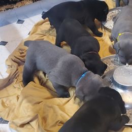 Cane Corso Puppies from Smokehouse Cane Corso