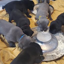 Cane Corso Puppies from Smokehouse Cane Corso