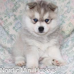 Boy 1 - Gray and white male Alaskan Klee Kai puppy in Klamath Falls, Oregon from Nordic Mini Huskys