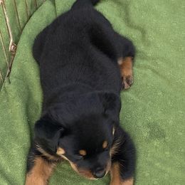 German Shepherd, Pembroke Welsh Corgi, and Rottweiler Puppies from Blitzenhaus Working Dogs