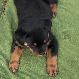 German Shepherd, Pembroke Welsh Corgi, and Rottweiler Puppies from Blitzenhaus Working Dogs