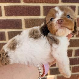 Hallie - Merle female Cavapoo puppy in Cameron, South Carolina from Sassy Sailor & Company