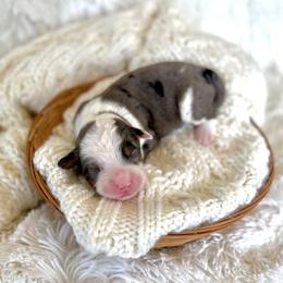 Victor - Merle male Bernedoodle puppy in Bremen, Indiana from Farmland Doodles