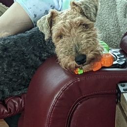 Welsh Terriers from Kalein T Welsh Terriers