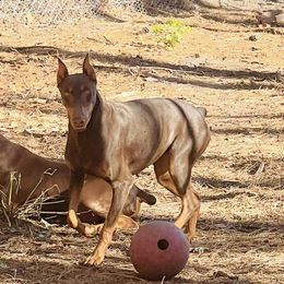 Arya - Doberman Pinscher