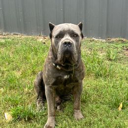 Bronx - Cane Corso