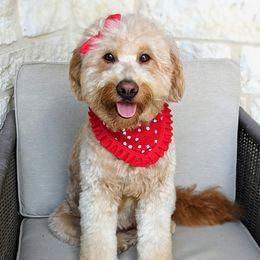 Shelby - Goldendoodle