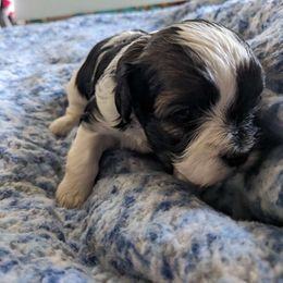 Girl 1 - Black and white Havanese puppy in Montrose, Colorado from Gnomies Furry Friends
