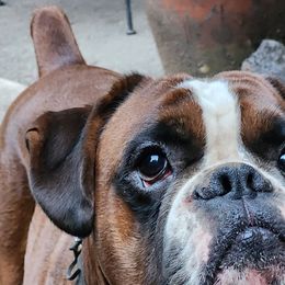 Singleton - Boxer