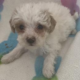 Peanut - Parti male Goldendoodle puppy in Cumberland, Rhode Island from minigoldendoodlesofRI