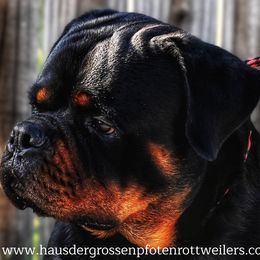 RAMPAGE - Rottweiler