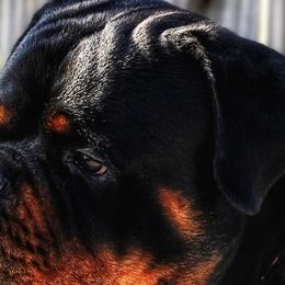 RAMPAGE - Rottweiler