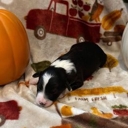 Brie - White and black female Bordoodle puppy in Republic, Missouri from Holland Hilltop Farm