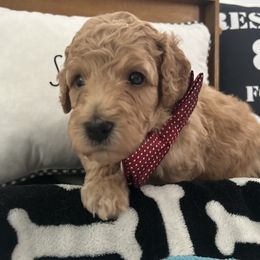 Poodles from Carol's Poodles