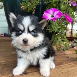 Memphis - Black female Pomsky puppy in Mc Minnville, Oregon from West Coast Pomskies