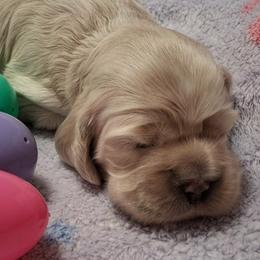 Lily - Buff female Cocker Spaniel puppy in Crossville, Tennessee from Timber Sunrise Cockers