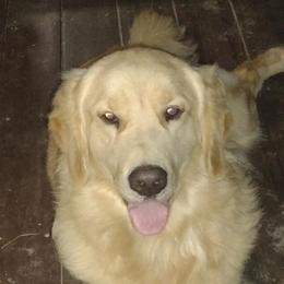 Cassidy - Golden Retriever