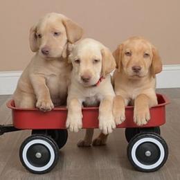 Dilute Retriever and Labrador Retriever Puppies from Labrador Retriever Puppies