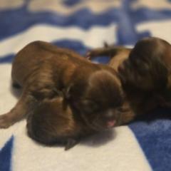 Jazzie - Brown female Mal-Shi puppy in Pleasant Hill, Iowa from Courtney Nicole's Mal Shihs & Goldendoodles