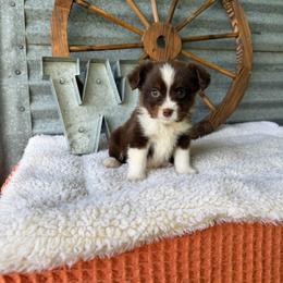 Bean - Red tri male Miniature Australian Shepherd puppy in Checotah, Oklahoma from Wild Outlaw Aussies