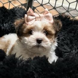 Maltipoos from Northwest Paws