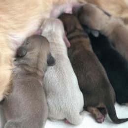 Dachshund Puppies from Dreamheart Dachshunds