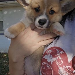 American Corgi Puppies from Whitecreek Corgis of Columbus, IN