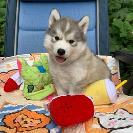 Siberian Husky Puppies from Canace Siberians