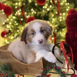 Girl 1 - Red merle female Australian Shepherd puppy in San Bernardino, California from Zermeno Ranch