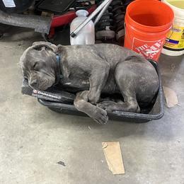 Cane Corso Puppies from Central Jersey K9