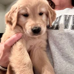 Girl 1 - Golden Retriever puppy from Triple J Goldens, LLC