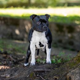 Olive - Staffordshire Bull Terrier