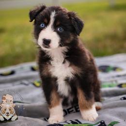 Kitty - Black tri-color female Australian Shepherd puppy in Buena Vista, Colorado from Wigglebutts Unlimited