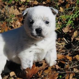 Diamond - Blue mottled female Australian Cattle Dog puppy in Redding, California from Macushla Kennel