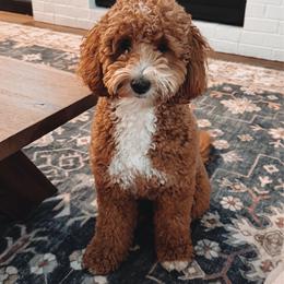Dolly - Goldendoodle