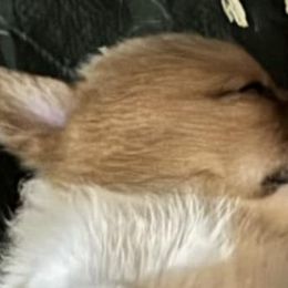 Miniature Australian Shepherds and Pembroke Welsh Corgis from Geri's Dogs