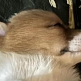 Miniature Australian Shepherds and Pembroke Welsh Corgis from Geri's Dogs