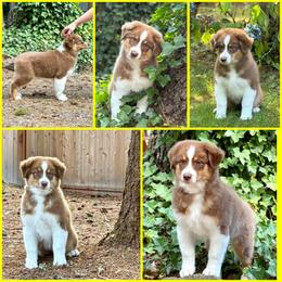Daisy (Yellow collar Girl) - Red tri-color female Australian Shepherd puppy in Castle Rock, Washington from Zoolo Kennels “HOF”