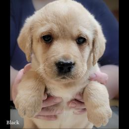 Black collar girl - Yellow female Labrador Retriever puppy in Nacogdoches, Texas from Westlane Dogs