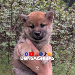 MINAKI - Red female Shiba Inu puppy in Minnesota from BonsaiShibas