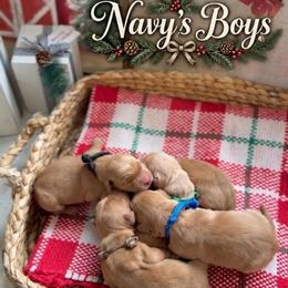 Rudy - Dark golden male Golden Retriever puppy in San Bernardino, California from Thegoldendreams1