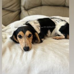Rain - Dachshund
