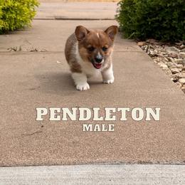 Pendleton - Pembroke Welsh Corgi puppy in Eau Galle, Wisconsin from Rocking Ridge Ranch