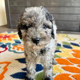 Pepper - Merle male Goldendoodle puppy in Brooksville, Florida from Spring Prairie Doodles