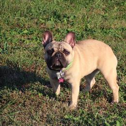 Diva - French Bulldog