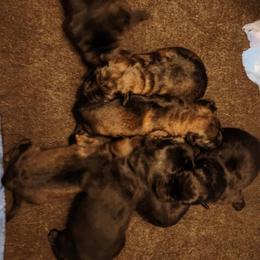 Girl 1 - Black female German Shepherd puppy in Rosebud, Texas from LM German Shepherd Dogs